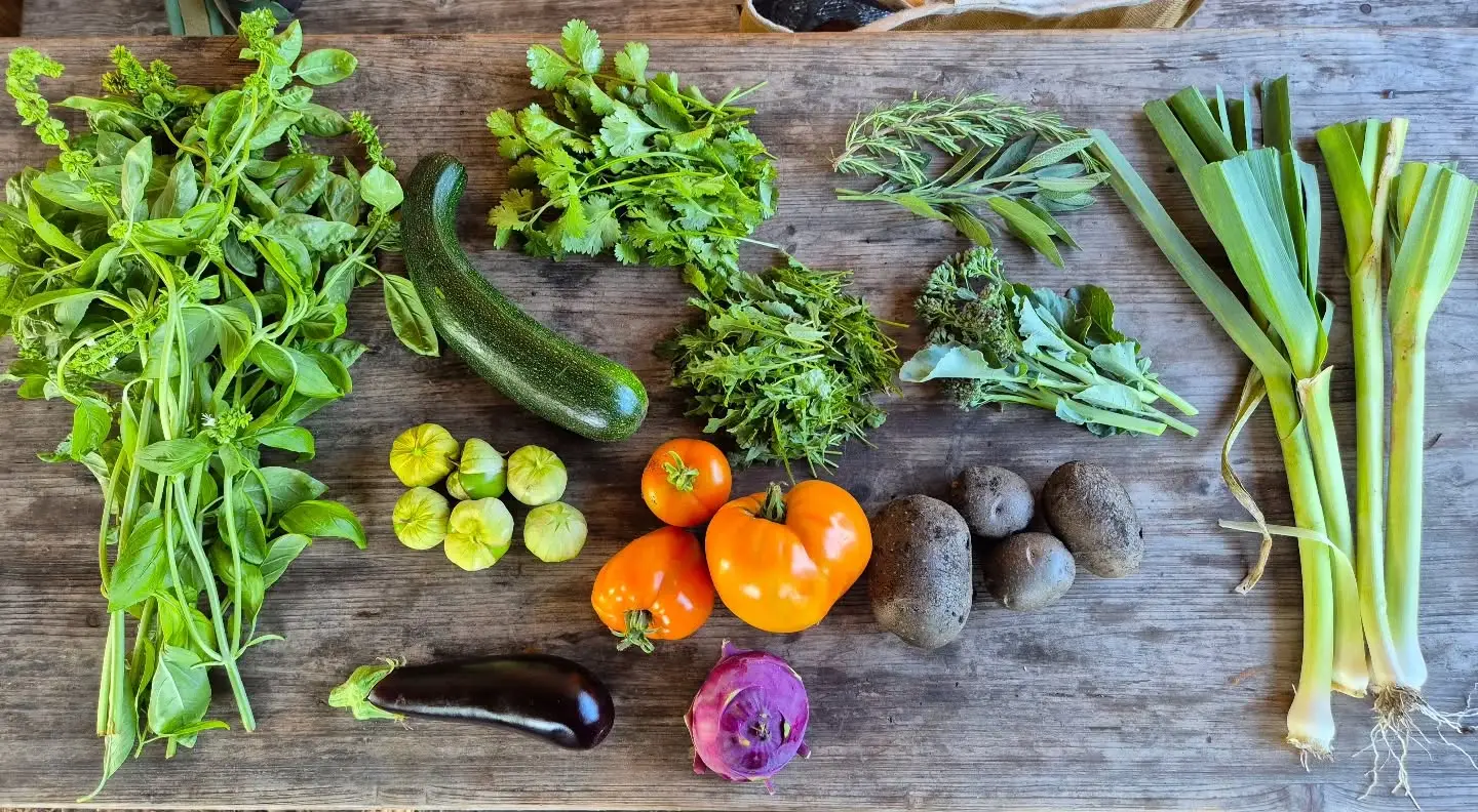 De tomaten- en aardappelen oogst is reuze deze week.
Kom je ze deze week scoren?
De oogst vd week:
- peper
- aardappel
- rozemarijn en salie
- tomaat
- aubergine
- koriander
- bimi
- rucola
- tomatillo
- koolrabi
- courgette
- basilicum
- prei
#onbespotengroente #lokaal #spaarndam #driehuis
#spaarndam #haarlem #velserbroek #vers