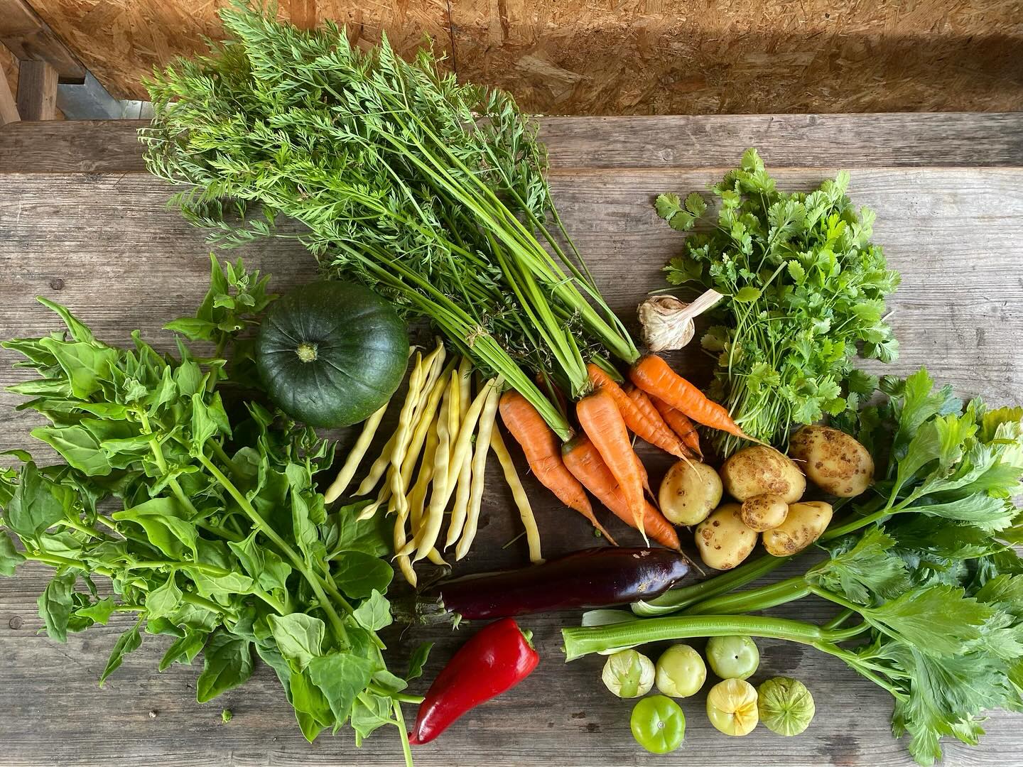 De nazomer dient zich aan! Met deze week wortels en bleekselderij. Maar t is nog zomer hoor! Daarom de eerste paprika’s van dit jaar!
#csa #oogst #overvloed #zelfoogst #groente #ecologisch #gifvrij #haarlem #spaarndam #velserbroek #ijmuiden #spaarnwoude #velsenzuid #haarlemnoord #seizoensgroente #boerenerfspaarnwoude