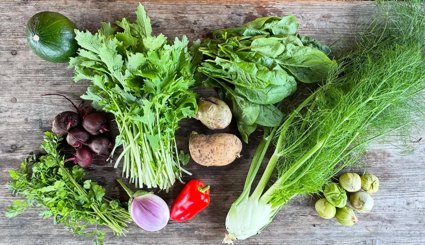 Deze week hebben we een mooie mix van zomer en herfst in de oogst zitten!
#csa #oogst #overvloed #zelfoogst #groente #ecologisch #gifvrij #haarlem #spaarndam #velserbroek #ijmuiden #spaarnwoude #velsenzuid #haarlemnoord #seizoensgroente #boerenerfspaarnwoude