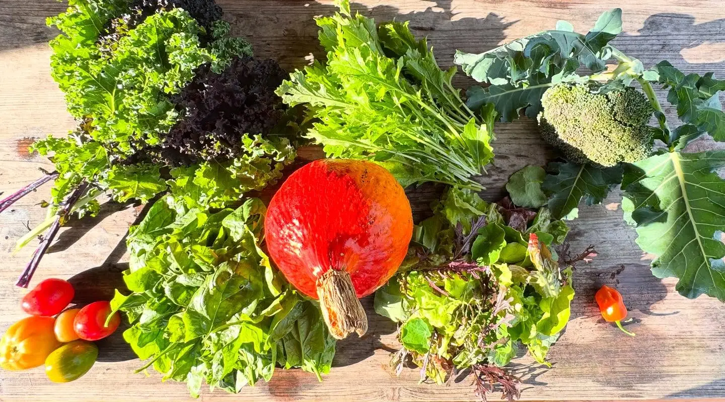 Deze week hebben we mooie herfstkleuren in de oogst van de week!
#csa #oogst #overvloed #zelfoogst #groente #ecologisch #gifvrij #haarlem #spaarndam #velserbroek #ijmuiden #spaarnwoude #velsenzuid #haarlemnoord #seizoensgroente #boerenerfspaarnwoude