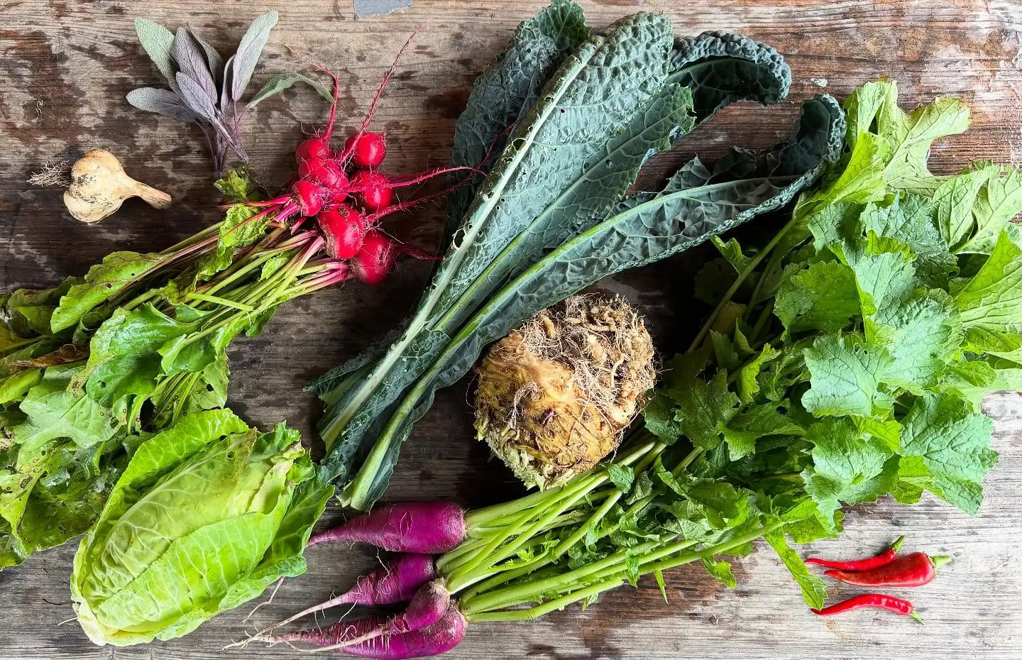 Mooie najaarsoogst deze week!
#csa #oogst #overvloed #zelfoogst #groente #ecologisch #gifvrij #haarlem #spaarndam #velserbroek #ijmuiden #spaarnwoude #velsenzuid #haarlemnoord #seizoensgroente #boerenerfspaarnwoude