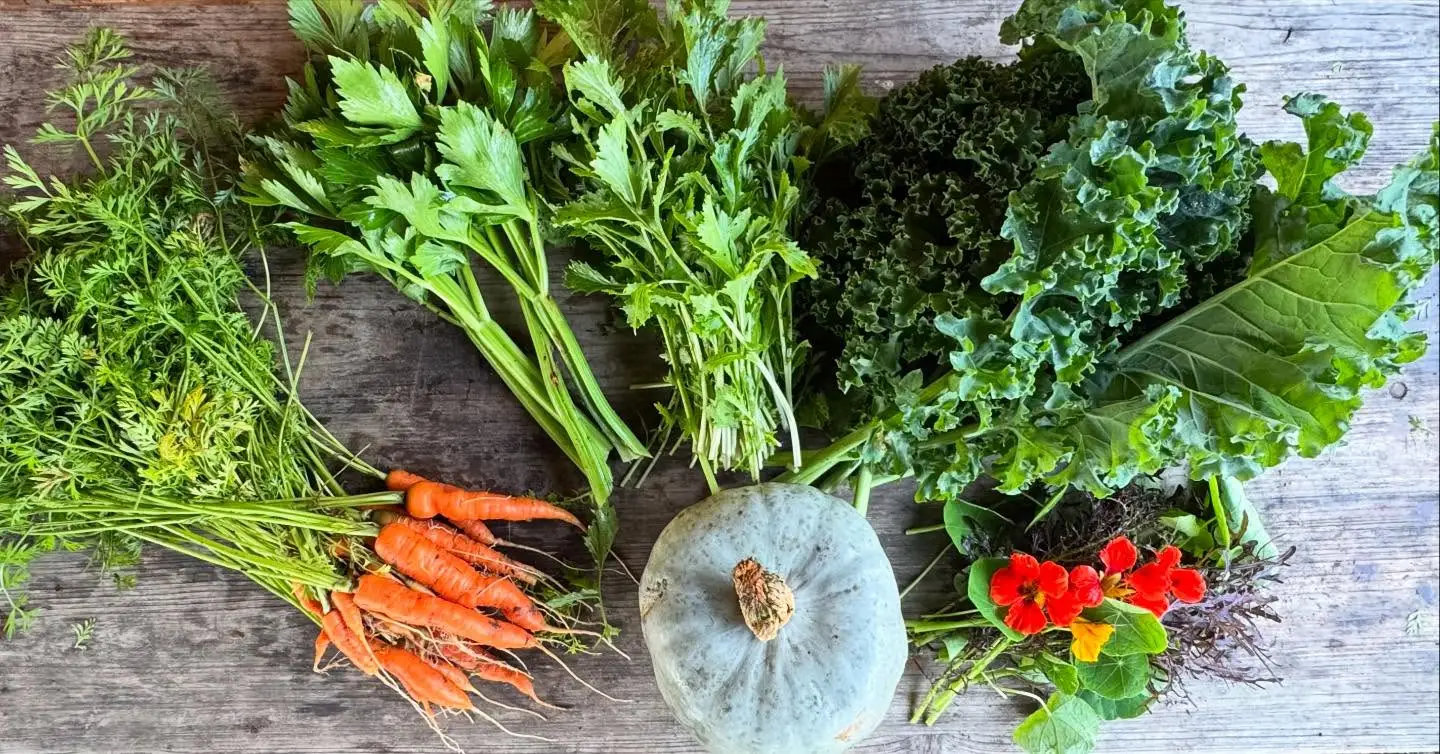Oogst van de week!
We zijn al sinds april onderweg, en ook de herfst weet voorlopig nog van geen ophouden. Wij oogsten dus nog vrolijk door!
#csa #oogst #overvloed #zelfoogst #groente #ecologisch #gifvrij #haarlem #spaarndam #velserbroek #ijmuiden #spaarnwoude #velsenzuid #haarlemnoord #seizoensgroente #boerenerfspaarnwoude #vers #natuurlijk #samen #eetlokaal