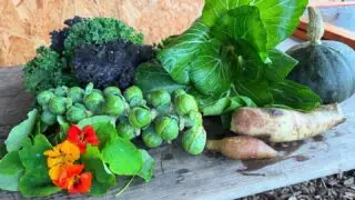 Oogst vd week!
#csa #oogst #overvloed #zelfoogst #groente #ecologisch #gifvrij #haarlem #spaarndam #velserbroek #ijmuiden #spaarnwoude #velsenzuid #haarlemnoord #seizoensgroente #boerenerfspaarnwoude #vers #natuurlijk #samen #eetlokaal