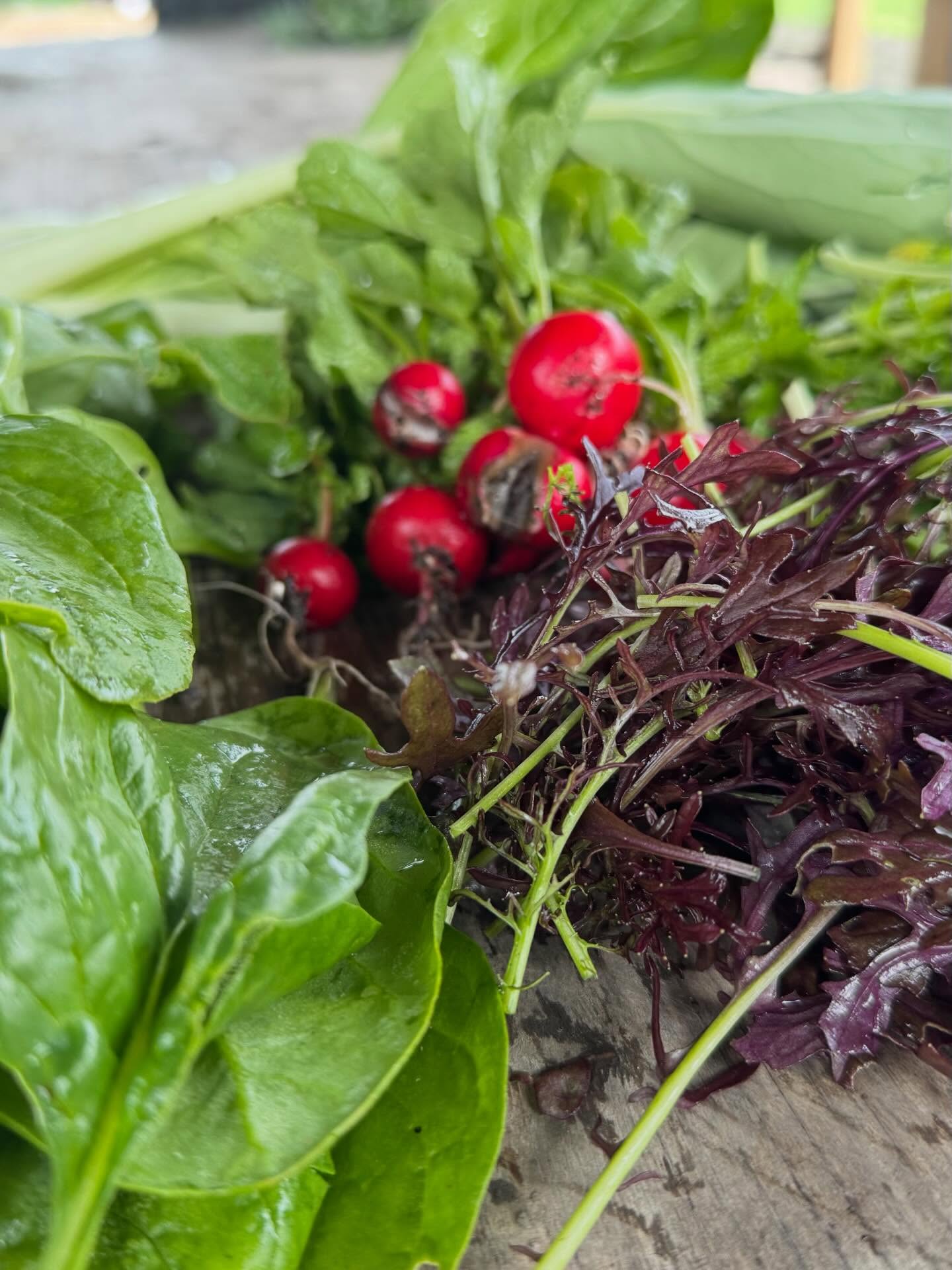 Deze week oogst je bij ons onder andere:
-paksoi
-radijs
-divers bladgroen
Meer info in onze bio.
#lokaaleten #ecologsich #groente #zelfoogst #csa