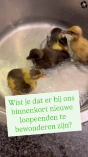 Je hebt geen slakkenoverschot, maar een eendentekort… en dus haalden wij 3 weken geleden 4 nieuwe eendenkuikens op. Zo leuk om te doen! Inmiddels eten ze uit onze hand!
In amper 3 weken tijd zijn ze echt enorm gegroeid! Vooral afgelopen weekend zijn ze ineens verdubbeld.
Met nog een week of vier zijn ze oud genoeg om naar de tuin te verhuizen. Tot die tijd hebben ze de schuur thuis gekraakt.
Zie onze stories voor meer updates!
#loopeenden #loopeend #permacultuur #groeikracht #csa