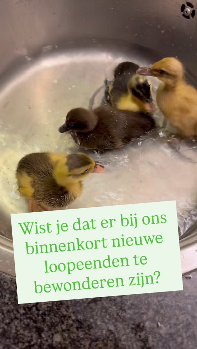 Je hebt geen slakkenoverschot, maar een eendentekort… en dus haalden wij 3 weken geleden 4 nieuwe eendenkuikens op. Zo leuk om te doen! Inmiddels eten ze uit onze hand! 

In amper 3 weken tijd zijn ze echt enorm gegroeid! Vooral afgelopen weekend zijn ze ineens verdubbeld. 

Met nog een week of vier zijn ze oud genoeg om naar de tuin te verhuizen. Tot die tijd hebben ze de schuur thuis gekraakt. 

Zie onze stories voor meer updates!

#loopeenden #loopeend #permacultuur #groeikracht #csa