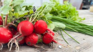 We zijn weer begonnen met oogsten. Wat een groei, dus kom lekker langs!
Nog geen lid? Instappen kan nog! Meer info via onze site of loop even langs!
#haarlem #haarlemnoord #velserbroek #driehuis #groente