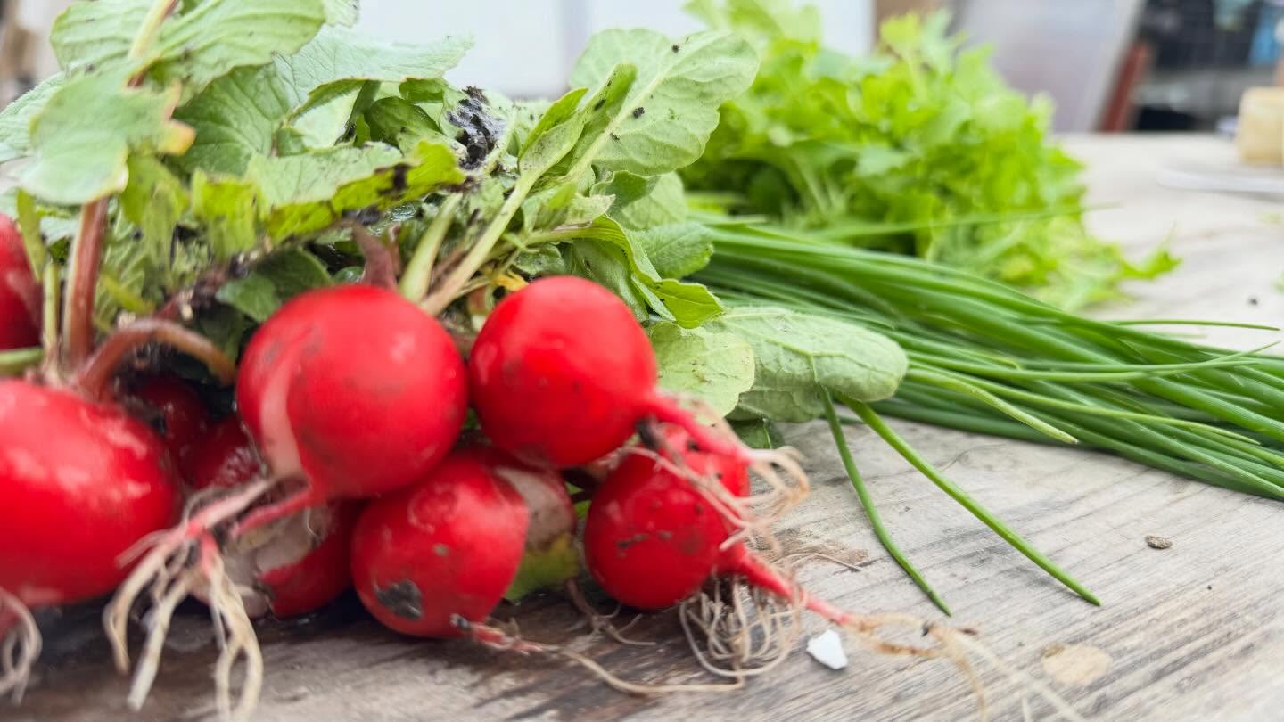 We zijn weer begonnen met oogsten. Wat een groei, dus kom lekker langs!
Nog geen lid? Instappen kan nog! Meer info via onze site of loop even langs!
#haarlem #haarlemnoord #velserbroek #driehuis #groente