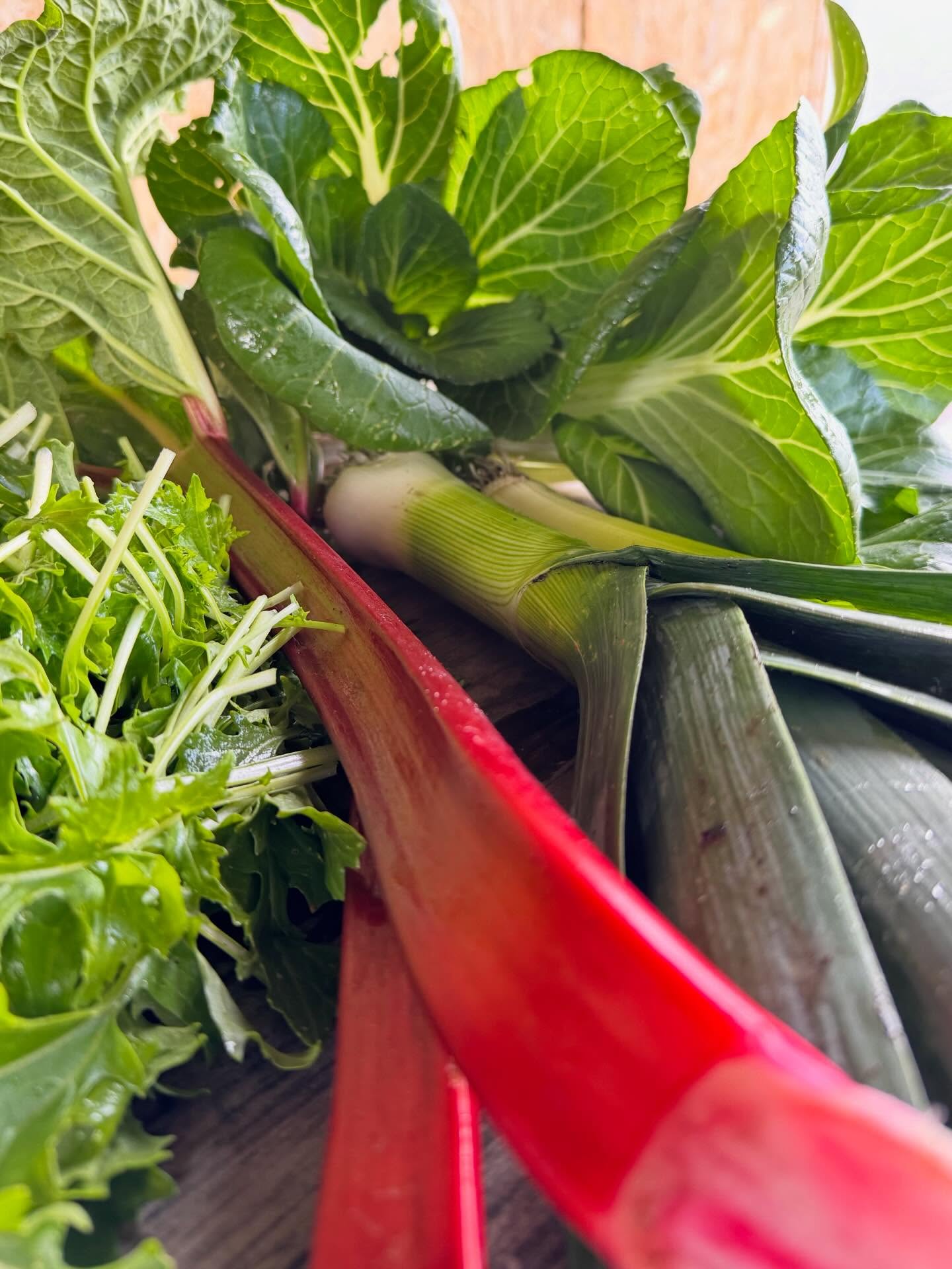 Deze week oogst je bij ons onder andere:
-rabarber
-prei
-paksoi
-raapsteel

#haarlem #oogst #tuinderij #ecologisch #lokaal