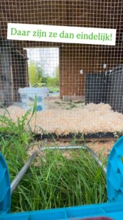 De eendjes zijn in 6 weken enorm snel uitgegroeid tot flinke vogels. Dus is het tijd om naar de tuinderij te verhuizen! 

Vanaf nu dus te bewonderen op het #boerenerfspaarnwoude.
#loopeenden #groei #ecologisch #permacultuur