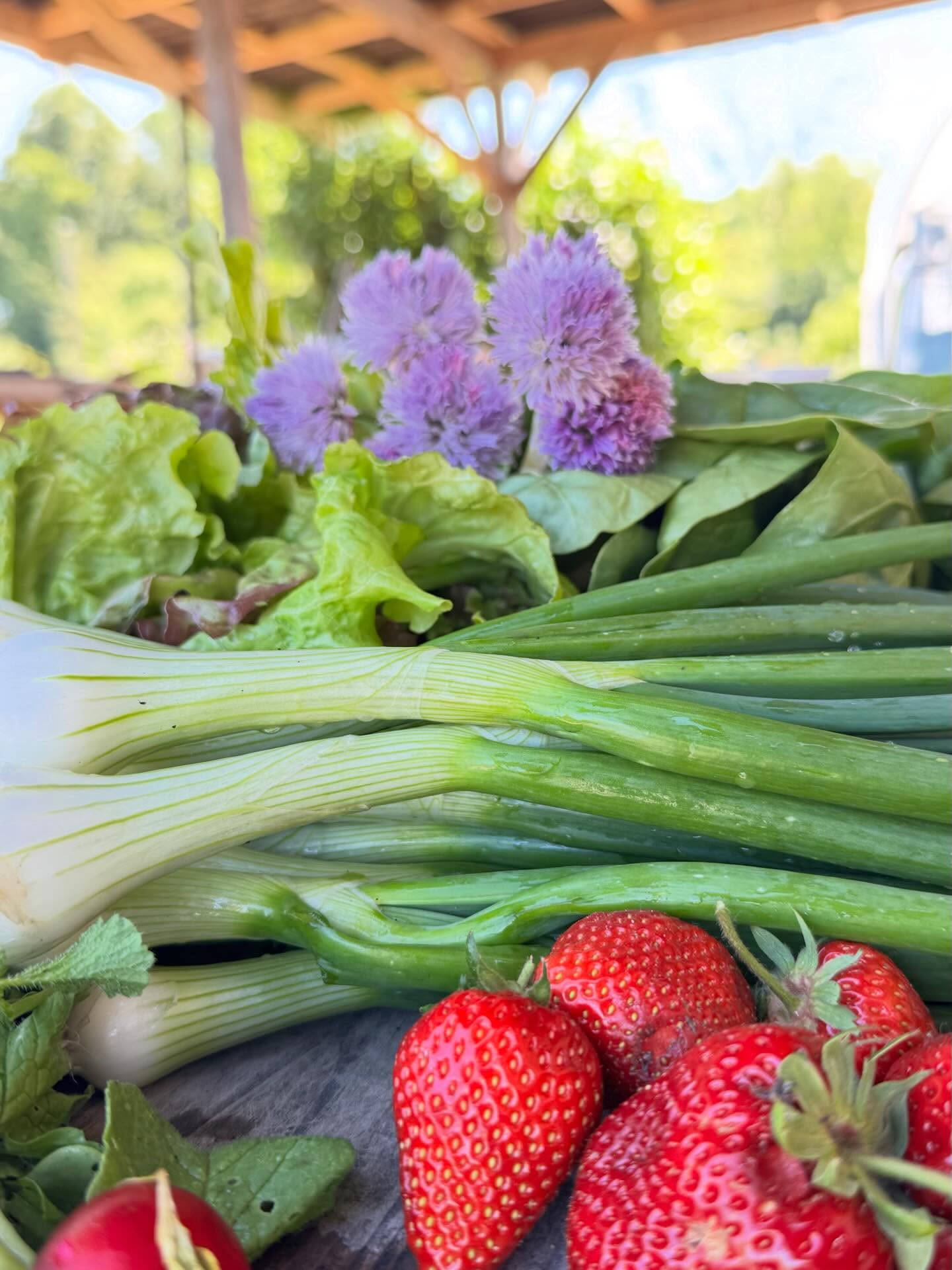 Ja ze zijn er weer! De eerste aardbeien van het seizoen.  Deze week oogst je onder andere:
-aardbei
-sla
-radijs
-lenteui
-rucola
-verse kruiden

#oogst #zelfoogst #ecologisch #groente #duurzaam