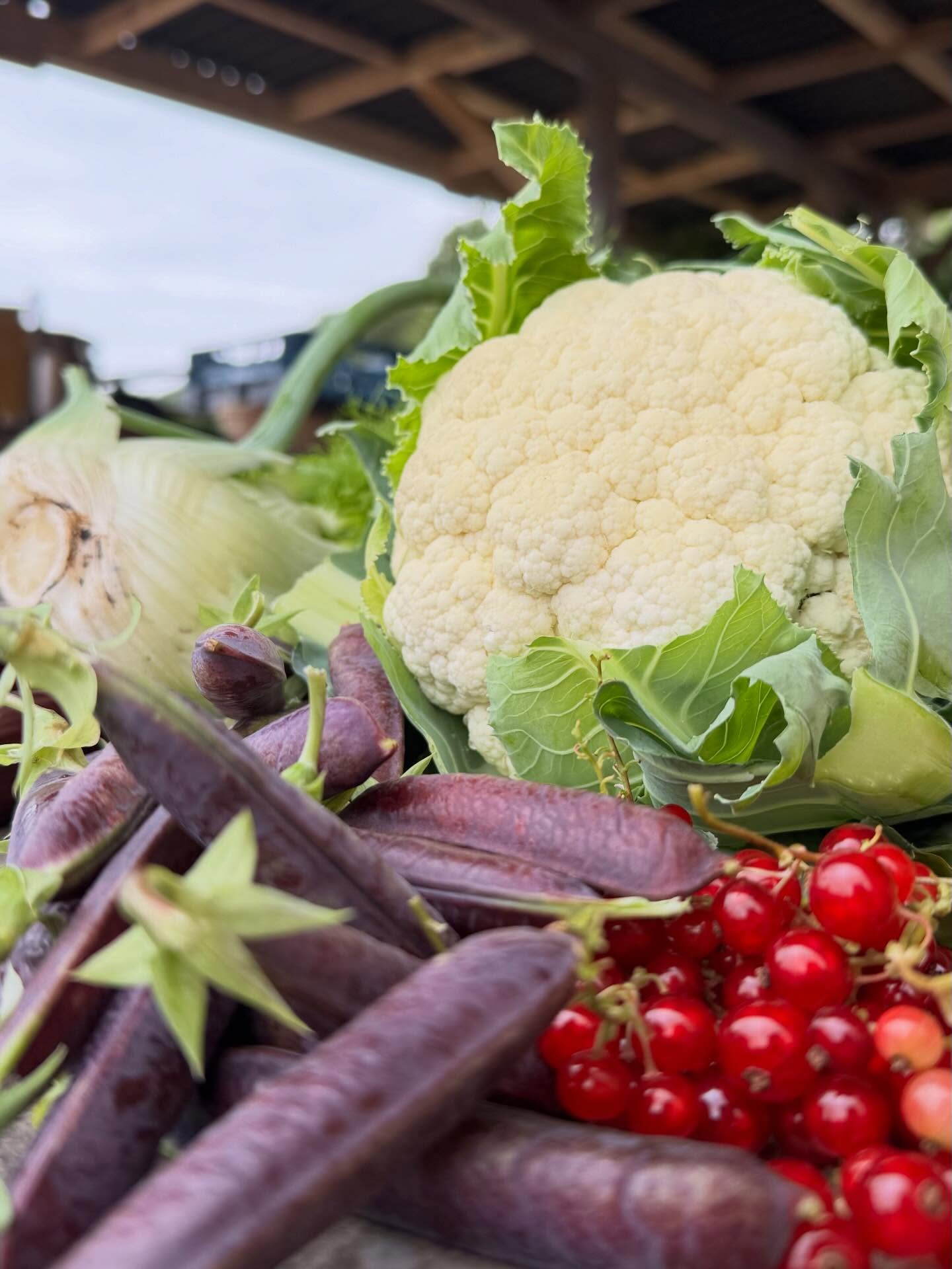 Deze week oogst je onder andere:
-aalbes
-bloemkool
-knolvenkel
-rabarber
-capucijners

#boerenerfspaarnwoude #zelfoogst #ecologisch #natuurlijk #groente