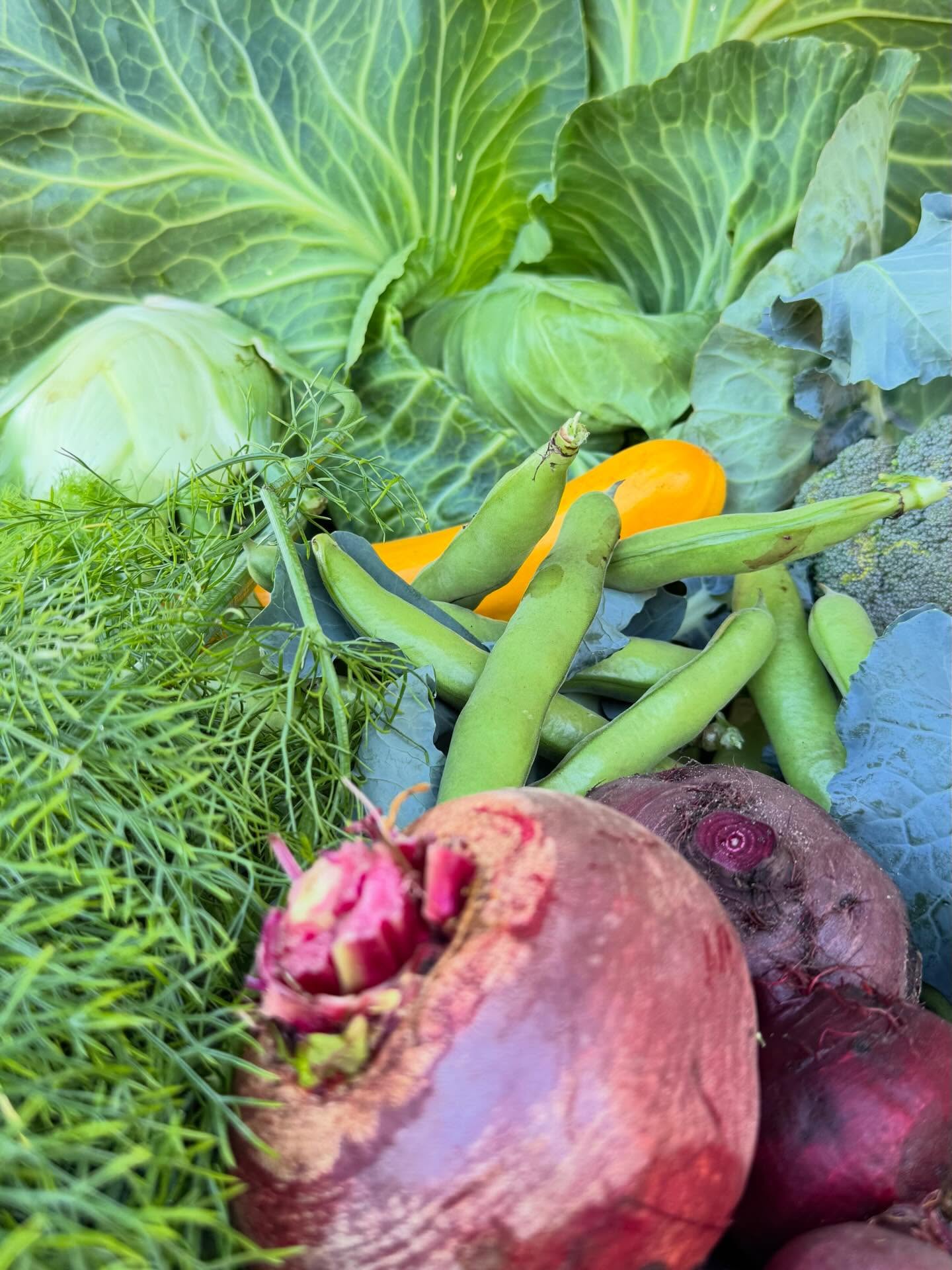 Deze week weer veel moois op de kaart. Met oa:
-spitskool
-venkel
-rode biet
-broccoli
-courgette
-tuinboon

#csa
#oogst
#zomer
#haarlem
#velserbroek