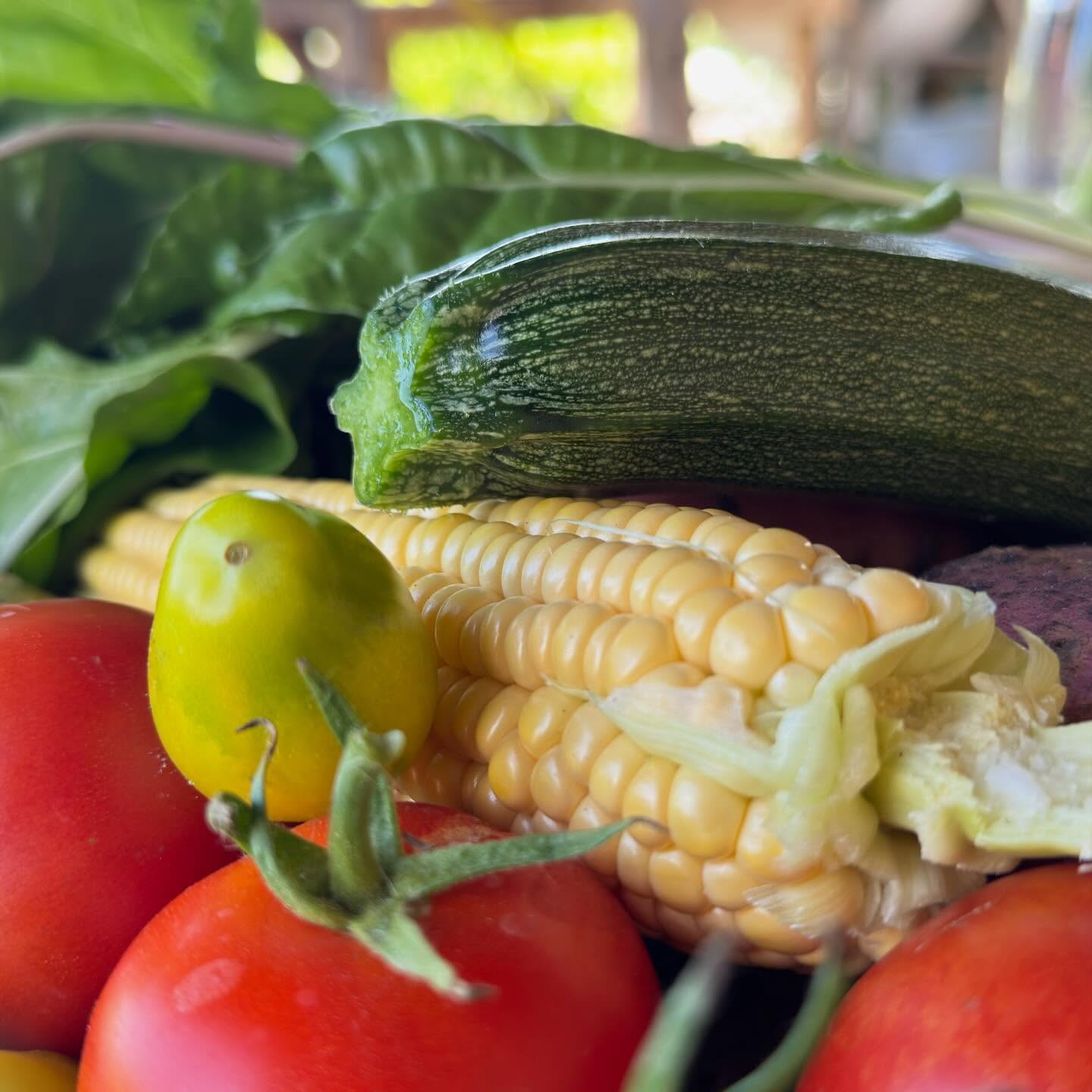 Deze week staat op ons menu onder andere:
-mais
-tomaat
-snijbiet
-aardappel
-courgette
#zelfoogst #ecologisch #haarlem #spaarndam #velserbroek