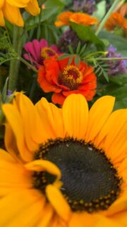 Dit weekend sponsorden wij bossen bloemen voor de uitvoering van @haarlemvoices in de #sintbavo kerk van #haarlem.
Mooi om zo bij te kunnen dragen!
#gifvrijebloemen #plukbloemen #zelfoogst