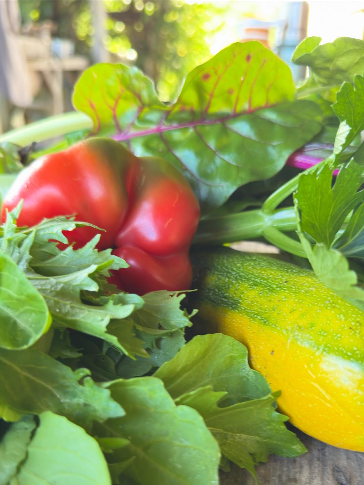 Deze week oogst je onder andere:
-snijbiet
-paprika
-bleekselderij
-sla
-courgette