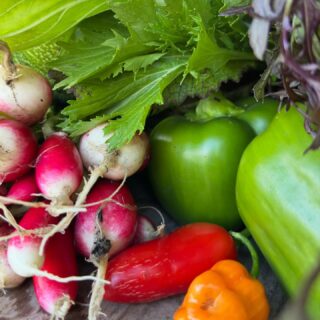 Supergezonde week met onder andere:
-rucola
-radijs
-Nieuw Zeelandse spinazie
-bladmosterd
-chilipeper
#bladgroente #oogst #duurzaam #velserbroek #santpoortnoord