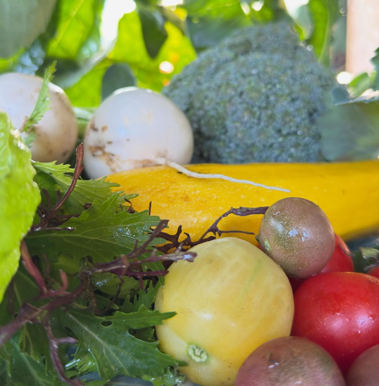 Je oogst bij ons deze week een prachtige nazomermix:
-de laatste tomaten
-broccoli
-meiraap
-diverse soorten bladgroen
#oogsten #onbespotengroente #onbespoten #zelfoogst #csa