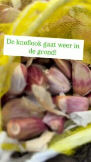 Onze blik gaat alweer op volgend jaar. Zeker nu het weer tijd is om de knoflook te poten.
En nu breekt ook de overvloed voor onze #loopeenden weer aan. Natter weer en dus meer slakken en andere diertjes.
#csa #zelfoogst #haarlem #circulair