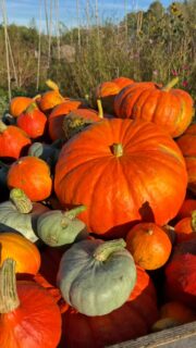 Het is weer tijd voor de pompoenoogst! Wat een feestje met dit heerlijke zonnetje! 

#pompoen #herfst #buiten #ecologisch #tuinderij