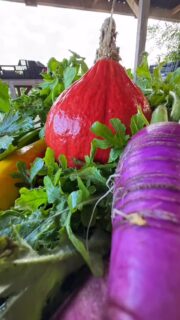 Tijd voor mooie herfstkleuren op je bord! Met deze week onder andere:
-pompoen
-herfstradijs
-bleekselderij
-rucola
-raapsteel
#herfst #oogst #duurzaam #santpoortnoord #driehuis