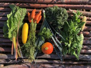 Deze week oogsten onze deelnemers weer lekkere verse groente. 
-boerenkool
-Nieuw Zeelandse spinazie
-wortel
-courgette
-peterselie
-bieslook
-prei
-basilicum
-snijbiet 
-pompoen
-mais

#spaarndam #ijmuiden #velserbroek #csa #santpoortnoord #duurzaam #eatlocal #ecologisch #zelfoogsttuin